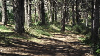 CEDAR GROVE