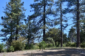 Enlarge photo 20
