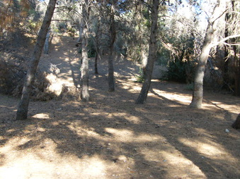 ERNEST DEBS PARK FORESTED AREA