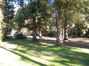 WILSON HARDING FOREST