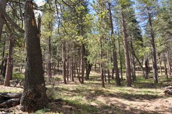 Enlarge photo 11