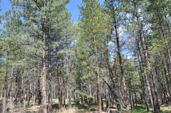 LOWER MEADOW WEST SIDE # 2