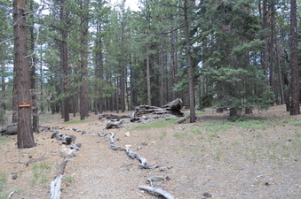 UPPER MEADOW STUMP AT ARAPAHO