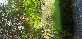 ANIMA GARDEN
