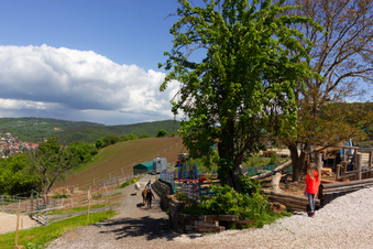 Enlarge photo 16
