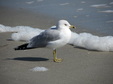 Enlarge photo 92