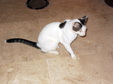 Enlarge photo 77