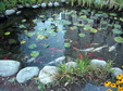 Enlarge photo 17