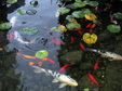 Enlarge photo 19