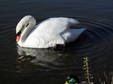 Enlarge photo 30