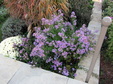 Enlarge photo 41