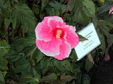 Enlarge photo 46