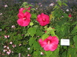 Enlarge photo 48