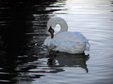 Enlarge photo 52
