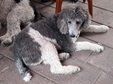 Enlarge photo 111