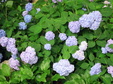 Enlarge photo 133