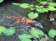 Enlarge photo 68
