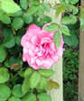 Enlarge photo 96