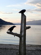 Enlarge photo 54