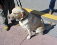 Enlarge photo 79