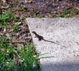 Enlarge photo 75