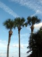 Enlarge photo 45