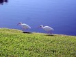 Enlarge photo 78
