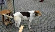 Enlarge photo 39