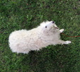 Enlarge photo 32
