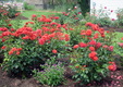 Enlarge photo 40