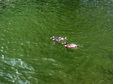 Enlarge photo 34