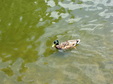 Enlarge photo 32