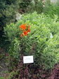 Enlarge photo 44