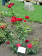 Enlarge photo 41