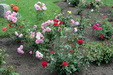 Enlarge photo 42