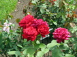 Enlarge photo 43