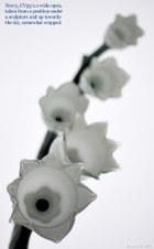 Enlarge photo 109