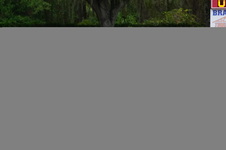 Enlarge photo 591