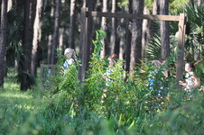 Enlarge photo 233