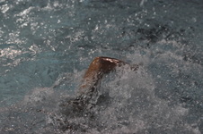 Enlarge photo 468