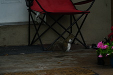 Enlarge photo 138