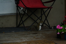 Enlarge photo 142