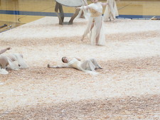 Enlarge photo 50