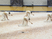 Enlarge photo 221