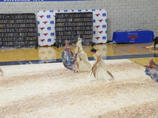 Enlarge photo 385