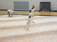 Enlarge photo 959