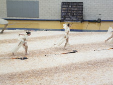 Enlarge photo 1313
