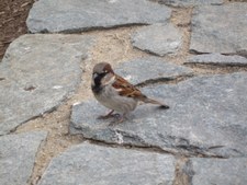 Enlarge photo 274