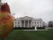 Enlarge photo 11