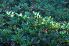 Enlarge photo 3292